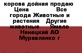 корова дойная продаю › Цена ­ 100 000 - Все города Животные и растения » Другие животные   . Ямало-Ненецкий АО,Муравленко г.